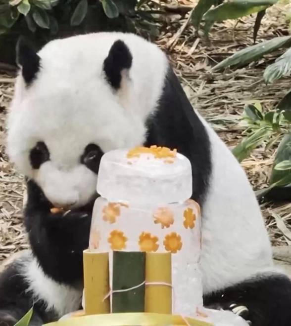 旅新加坡大熊猫“凯凯”迎来19岁生日