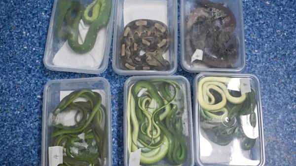 男子带13条活蛇4条蜥蜴入境被查