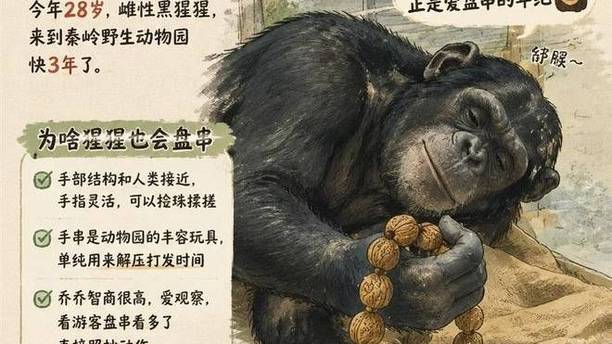 黑猩猩也会盘串？动作丝滑像AI，饲养员：没交过，纯属自学成才！