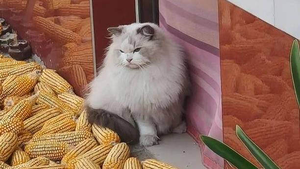 我的布偶猫回村两天，成了满地打滚的“土猫”，说好的公主呢？