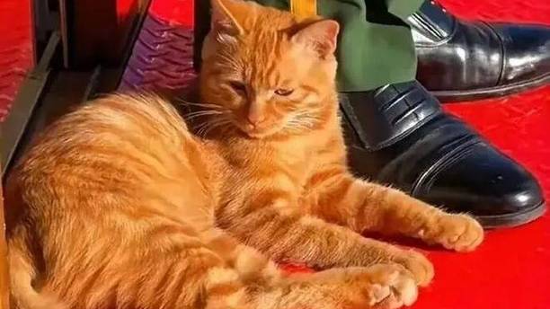 “站岗”小橘猫被收编，成为故宫猫的一员，正式告别流浪生涯！