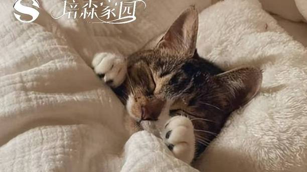 猫咪能不能上床睡觉？利弊讲清楚，看完再决定