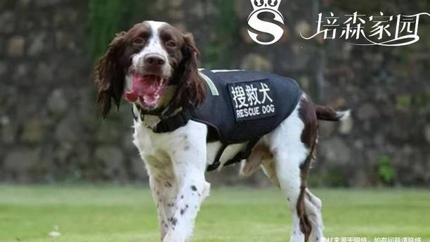 史宾格犬：警队里的搜索能手，温柔又能干的激飞猎犬