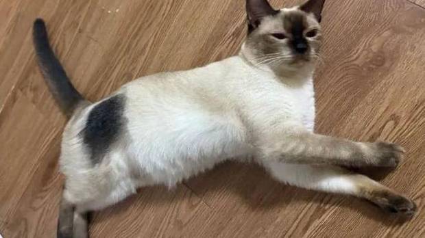 暹罗猫千万别随意剃毛！绝育手术后，它身上多了一块“烙印”