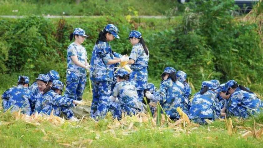 四川大学军训加入“务农劳动”：打谷子、掰玉米