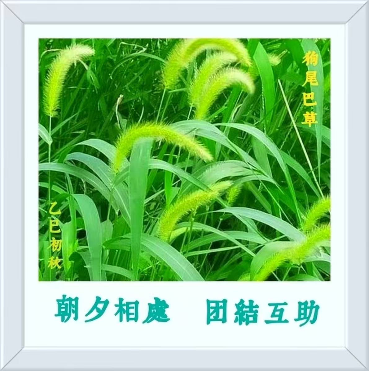 潘兆宗狼尾巴草