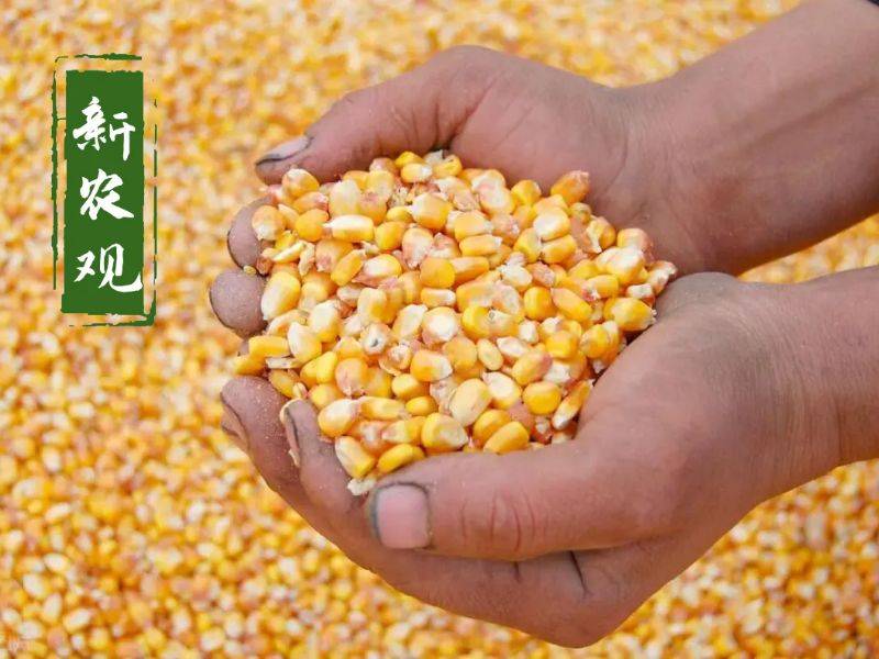 原创
            下跌超过30%，玉米的“大牛市”落幕了！