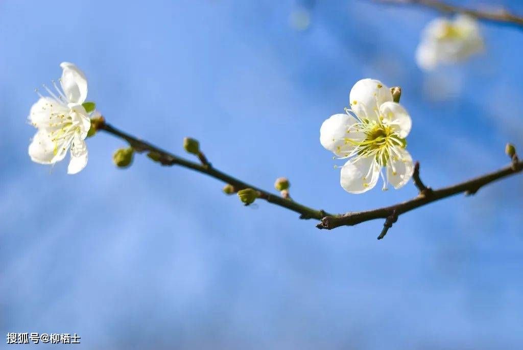 【高考作文】材料作文“人工智能时代与古文背诵”审题分析与例文导写