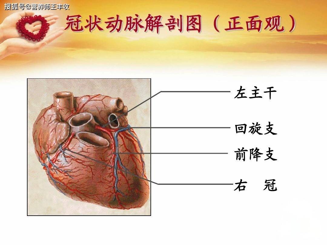 左前降支近段图片图片