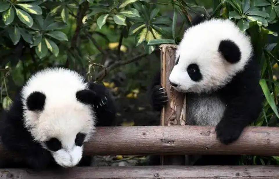 64只大熊猫海外打工,每年赚回34亿人民币,商业价值20年翻500倍_我国