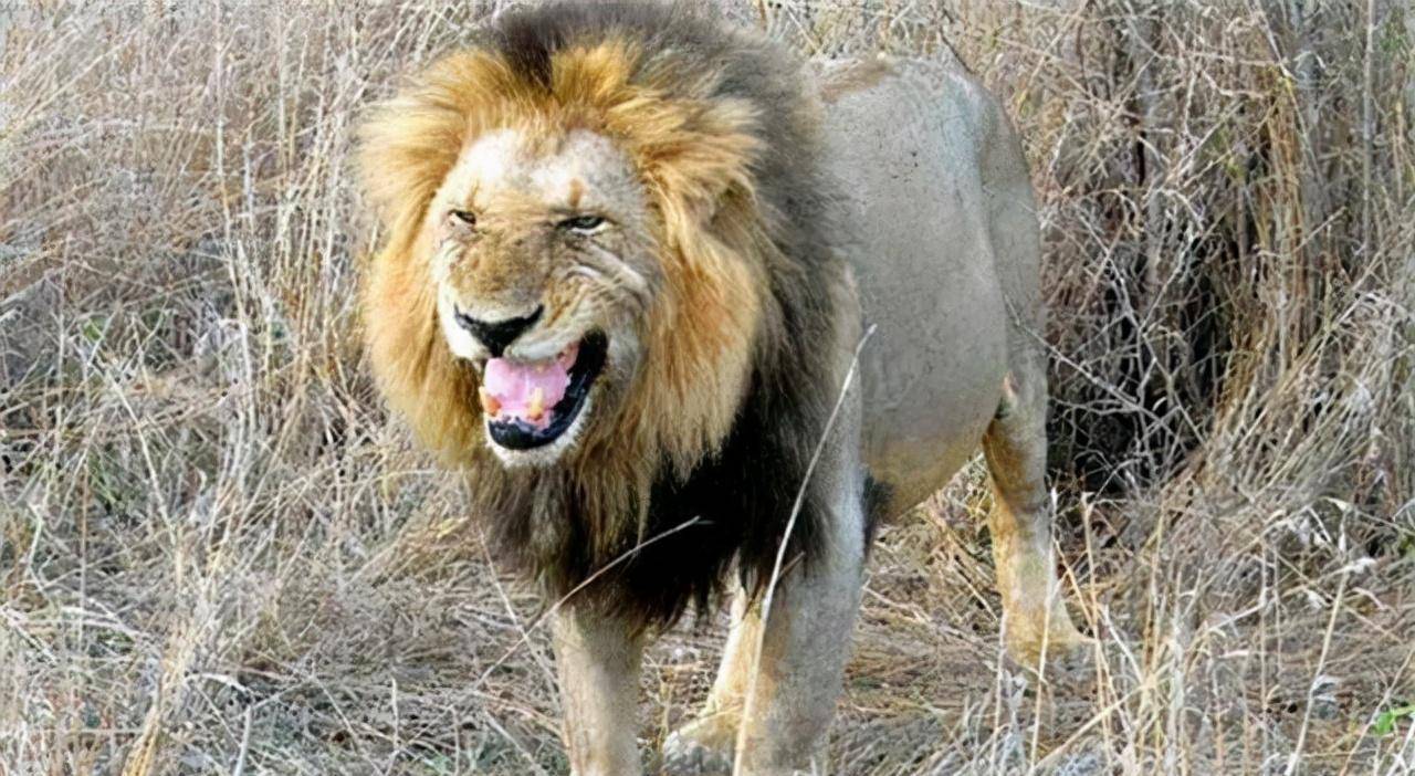 非洲幼狮冥河姐弟,相依为命四处流浪,为姐姐复仇单挑狮群而亡_男孩