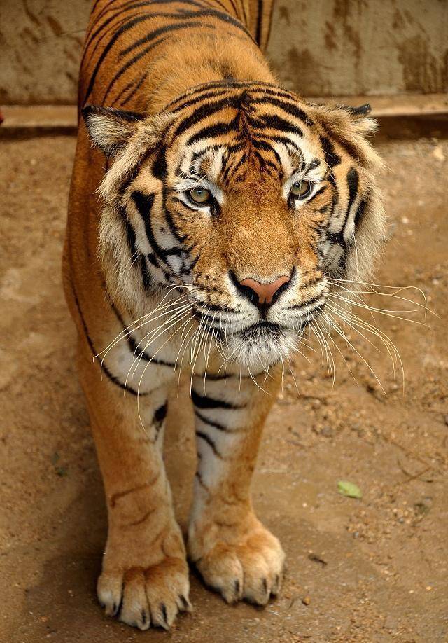 640_918竖版 竖屏