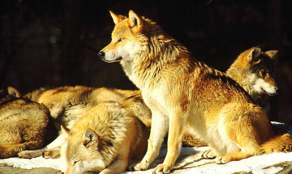 狼抗 来自搜狐网