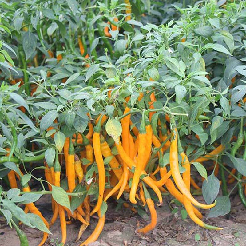 帝线椒适应性强,全国大部分地区均可种植,既可露地