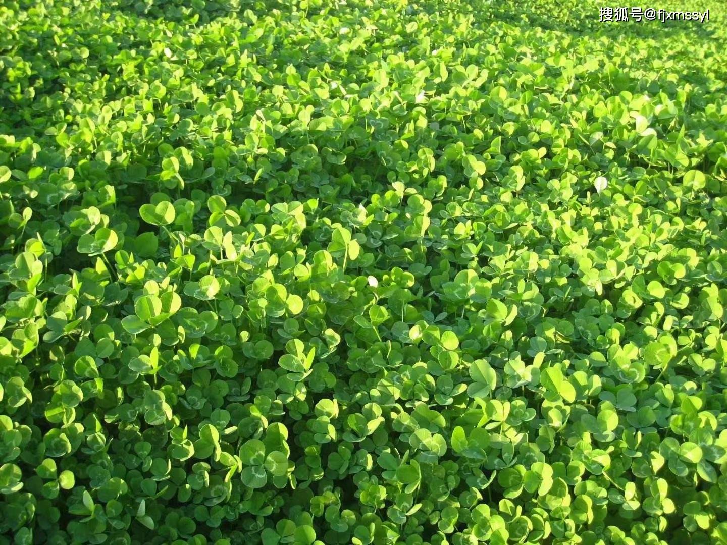 探秘大连工程绿化草籽工厂：打造绿色家园，大连工程绿化草籽工厂——绿化工程的重要基石