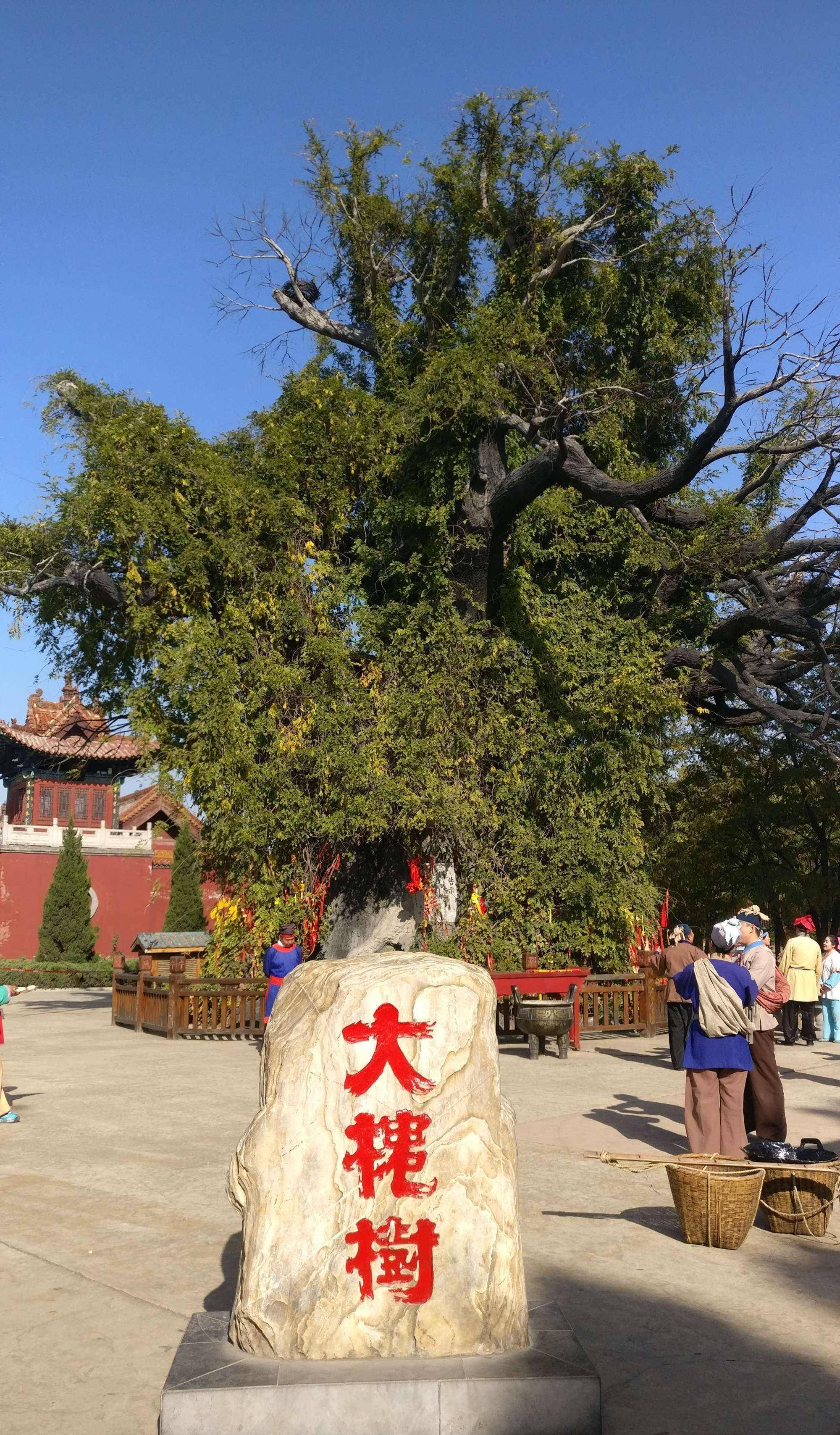 这和明朝人口迁移有关_大槐树_移民_洪洞