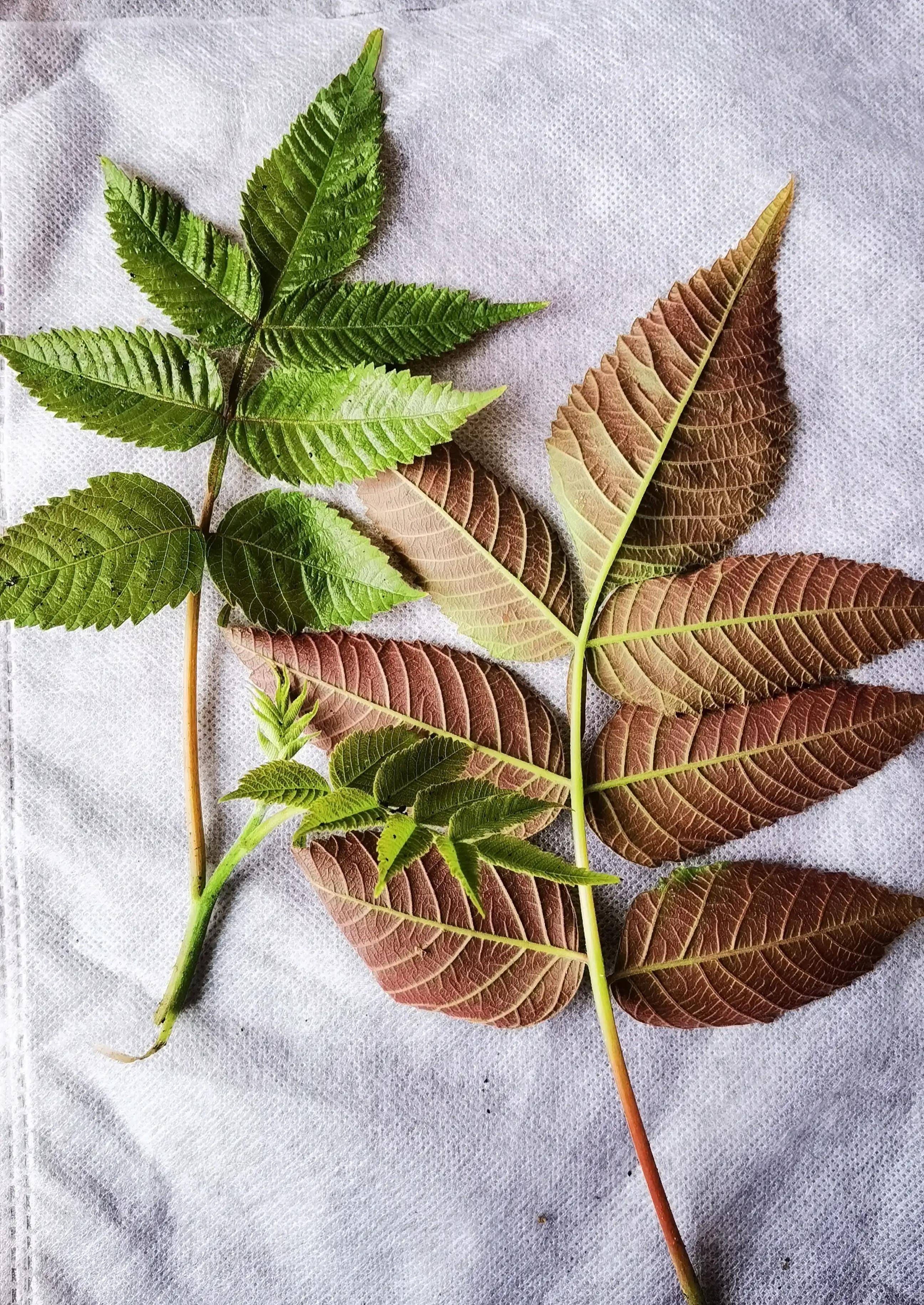 漆樹鹽膚木和松樹兩種樹,竟然影響中蘇的兩場革命戰爭