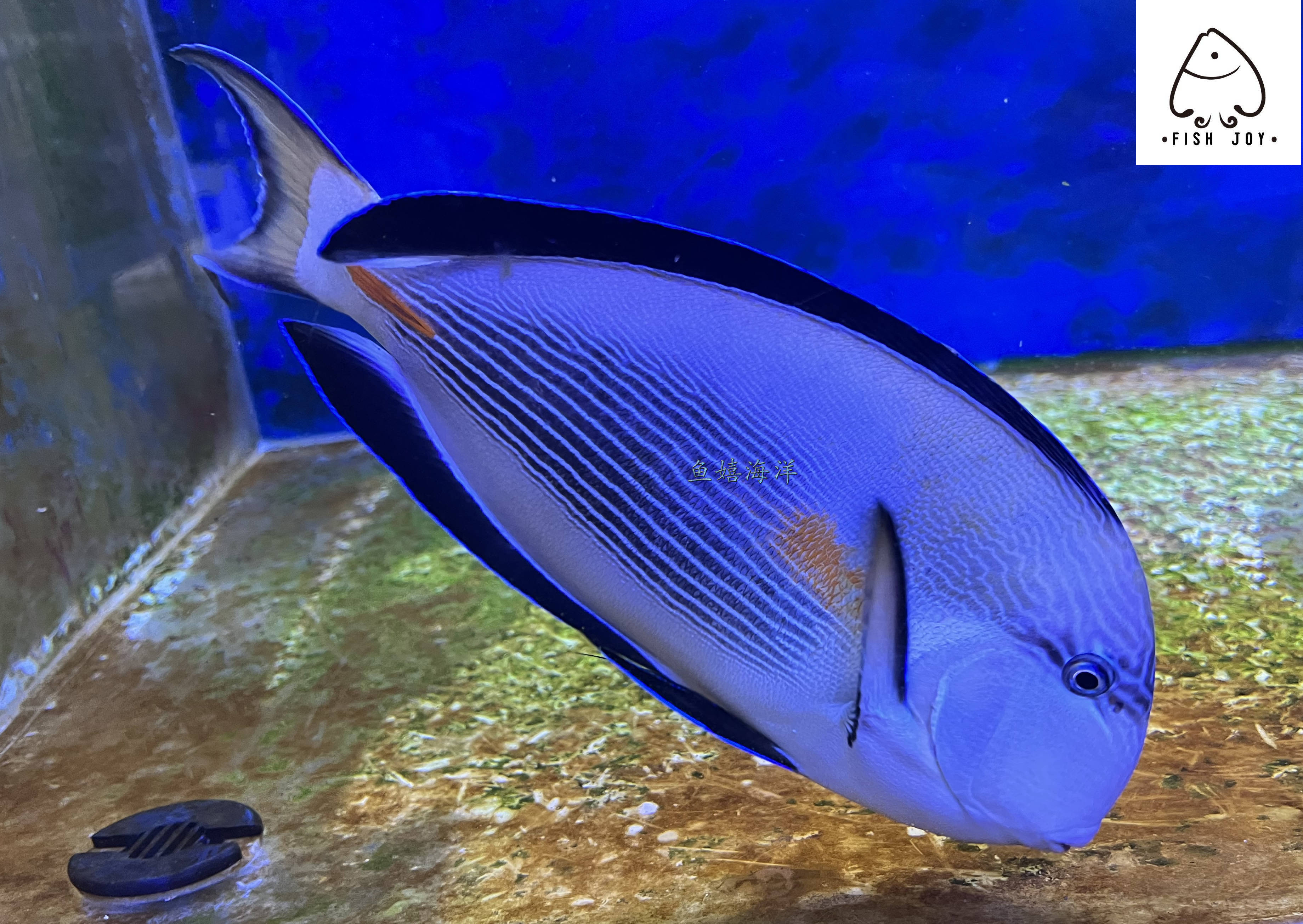 红海"绝代双吊"-红海骑士吊_sohal_身体_sahal