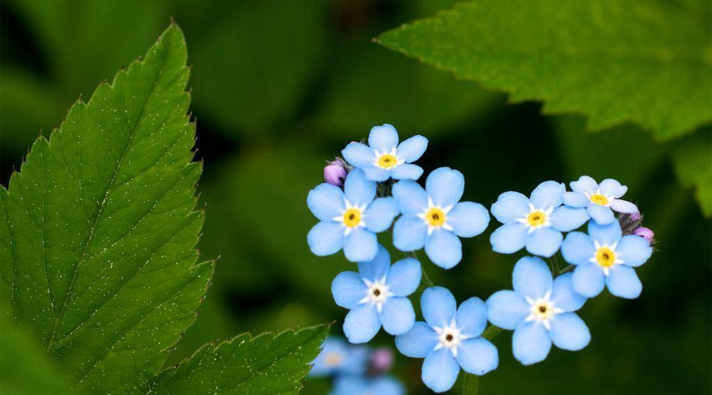 有一种花名叫"勿忘我",其背后的故事,不亚于牛郎织女的故事