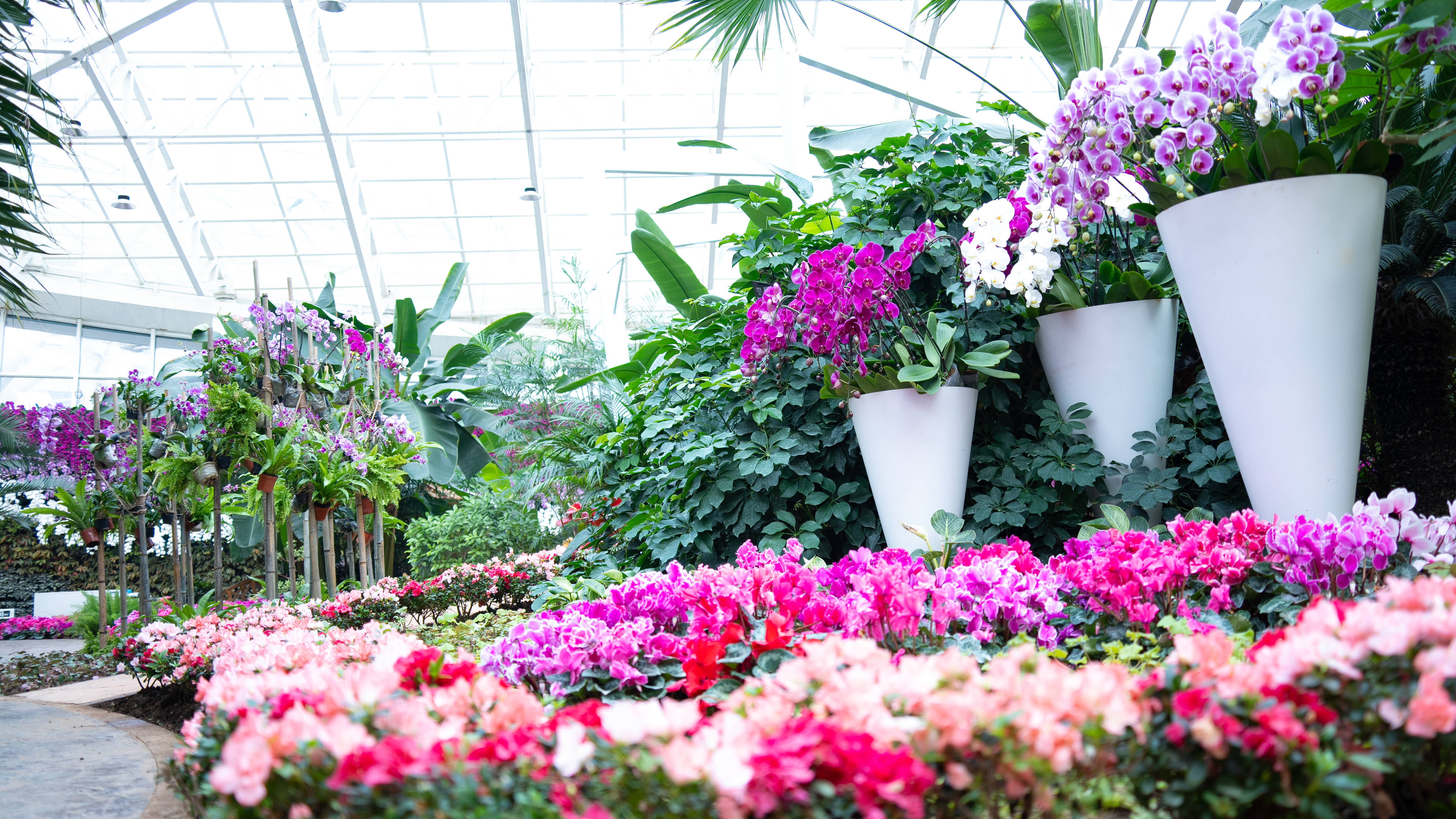 福兔辞旧春华启,龙腾花海喜迎春—— 石家庄市植物园新春花展邀您花式