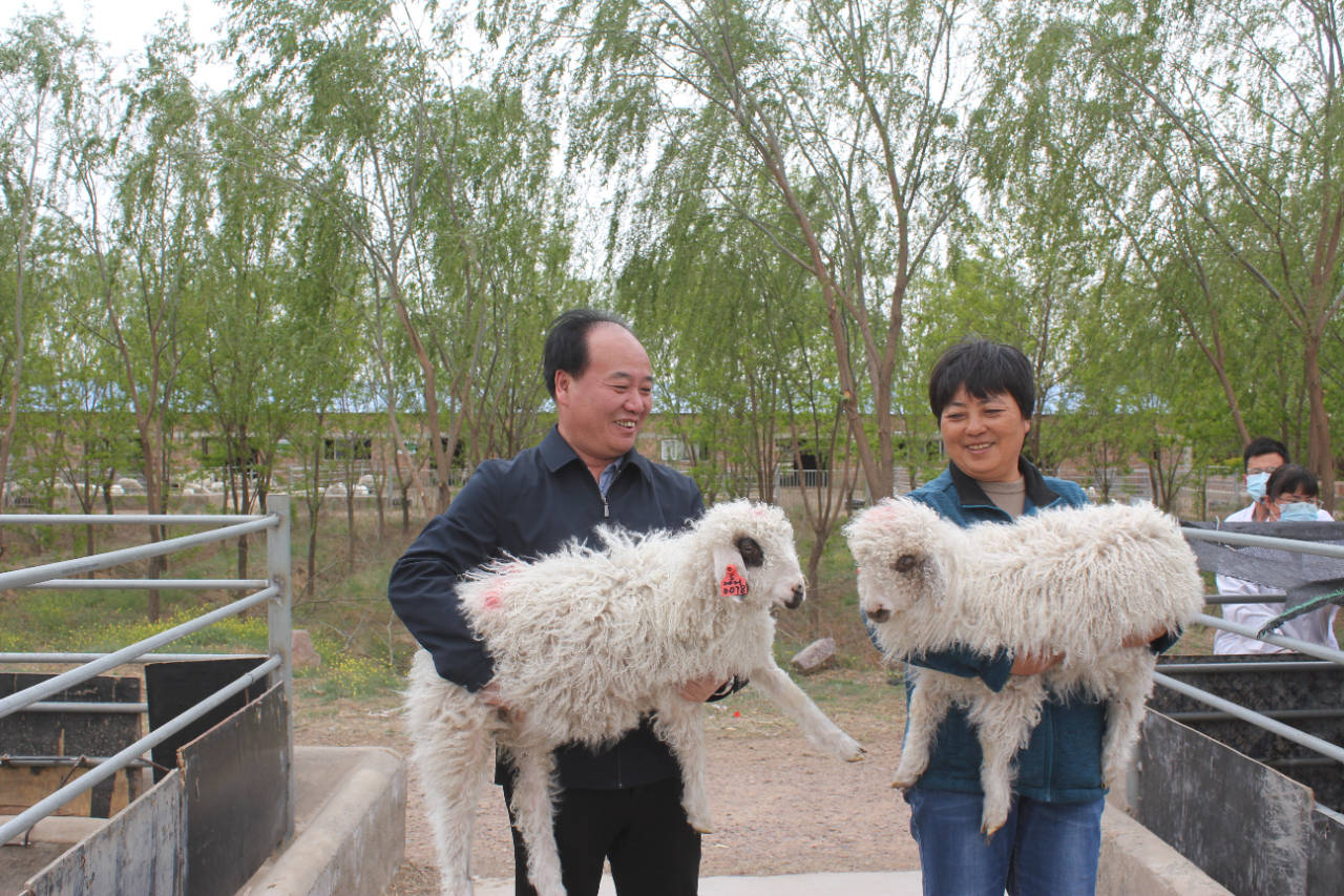 科技大学羊遗传改良与生物育种创新团队在负责人陈玉林教授的带领下