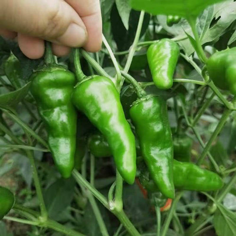 同乐余干椒薄皮香椒辣椒种子_品种_种植_上市