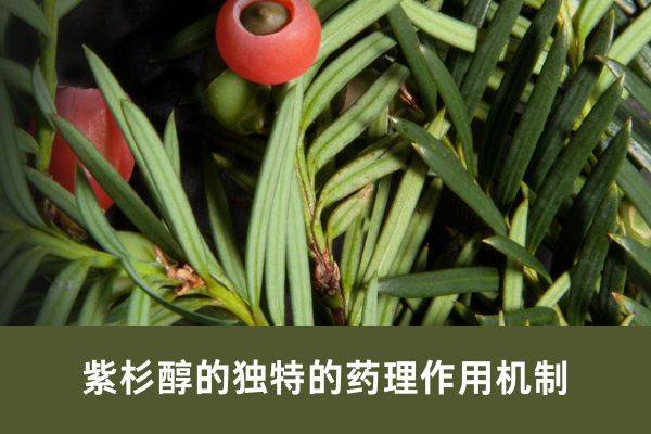 紫杉醇的独特的药理作用机制_细胞_蛋白_的作用