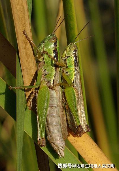 【動物界全系列】蝗總科—劍角蝗科_寄生_跳蝻_黑色