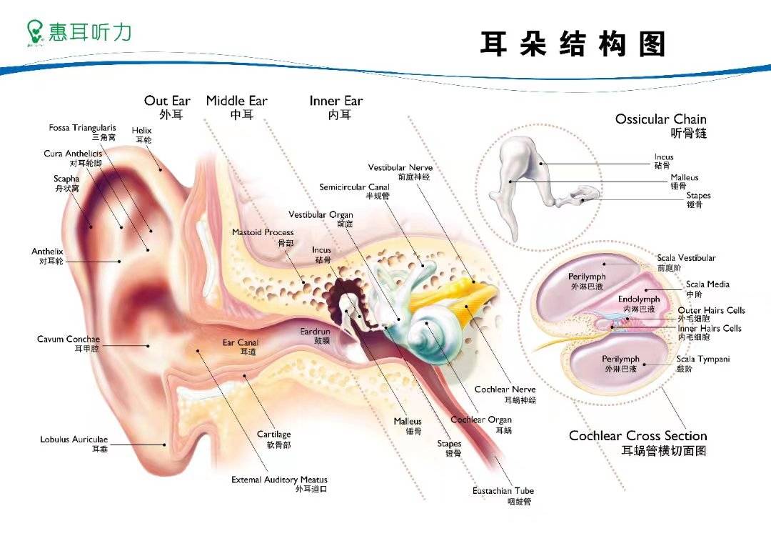 耳蜗图片 示意图图片