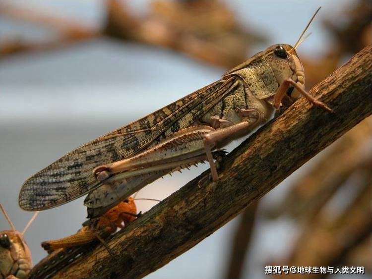 飛蝗(學名:locusta migratoria)為飛蝗屬(locusta)中唯一的一種,廣泛