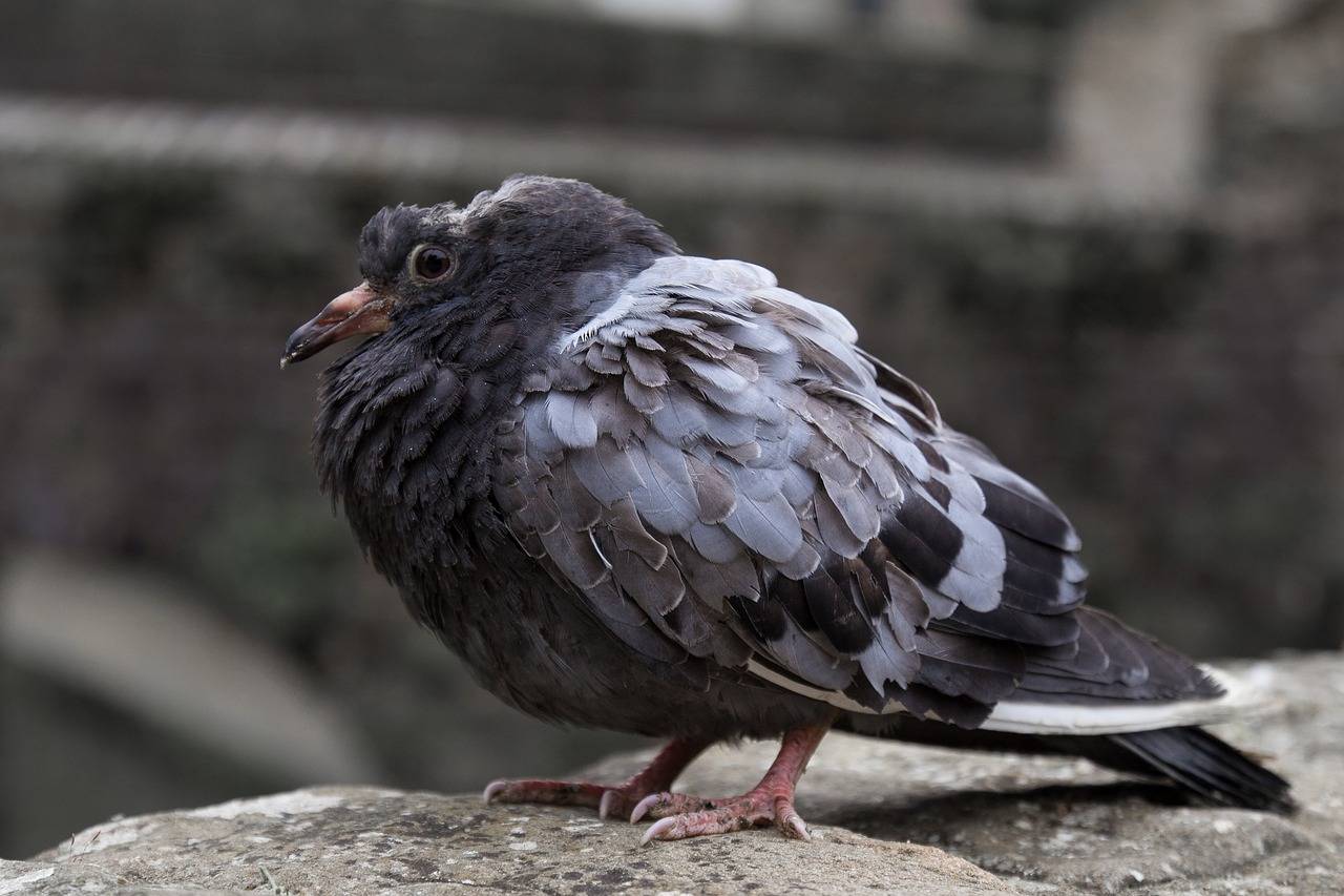 家養寵物鳥的疾病管理_鳥類_羽毛_主人