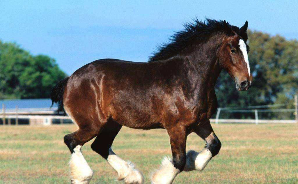 在我国繁衍了上千年的汗血宝马,如今为何绝迹了?_骑兵_蒙古_中原