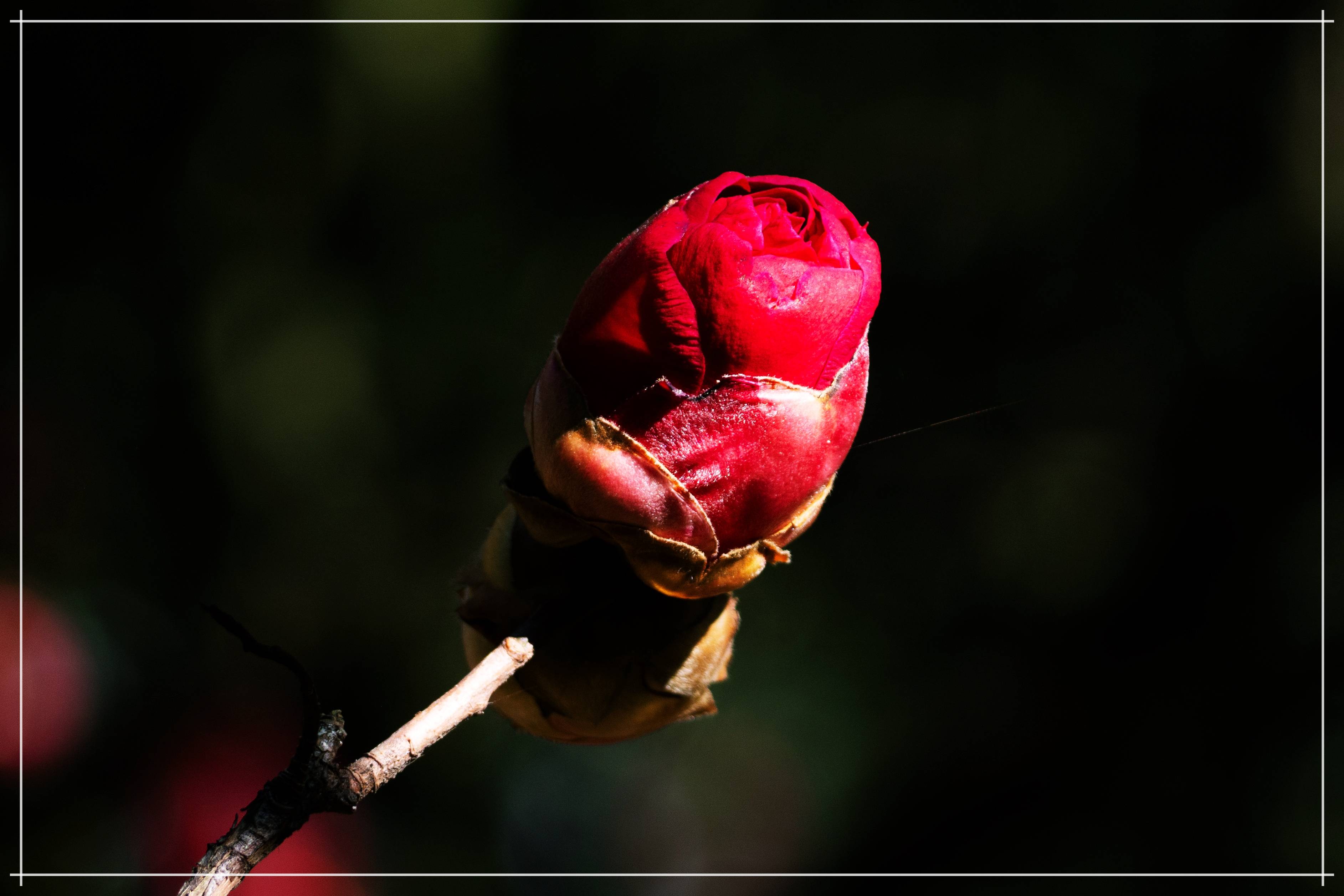 山茶花怒放_公园_花苞_照片