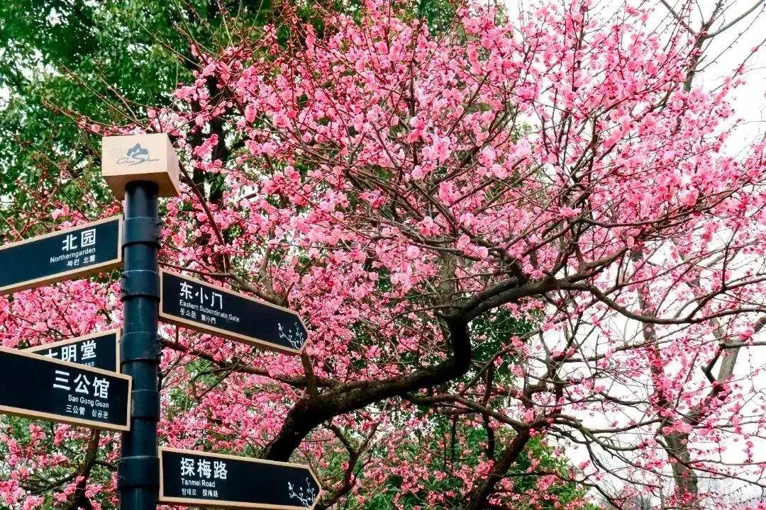 "十里梅花香雪海",杭州超山风景区赏梅第一选_历史_游客_景点