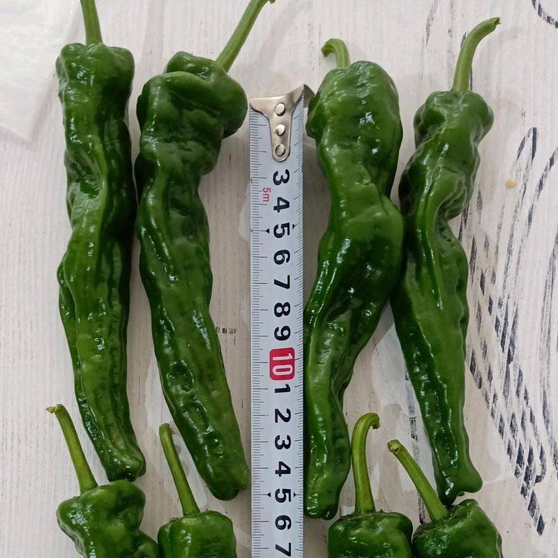 同乐2号皱皮椒薄皮香椒辣椒种子_栽培_结果期_习惯