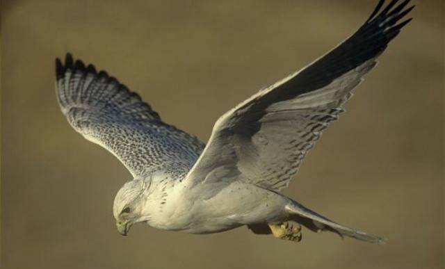 从唐朝到明代,宫廷之中为何盛行"养豹"之风_猎豹_豹子_史书