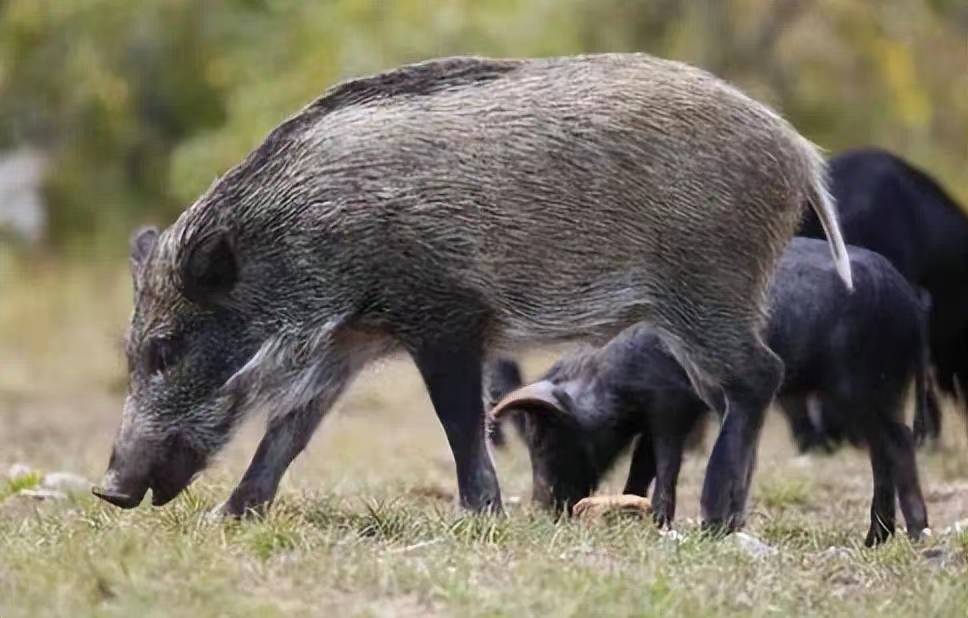 哪些地方狩猎野猪无需狩猎证_栖息地_方案_范围