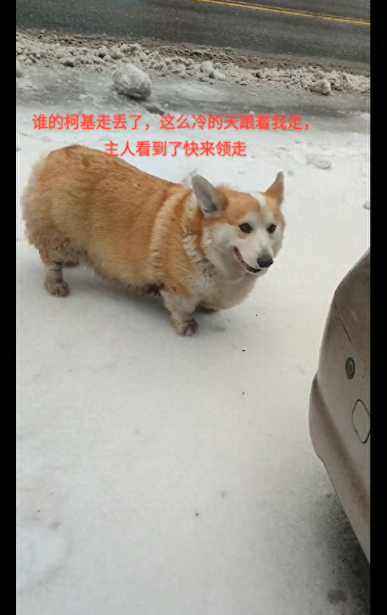 雪天捡到只胖柯基,主人找过来还送了礼!抱起它的那刻笑不活了!