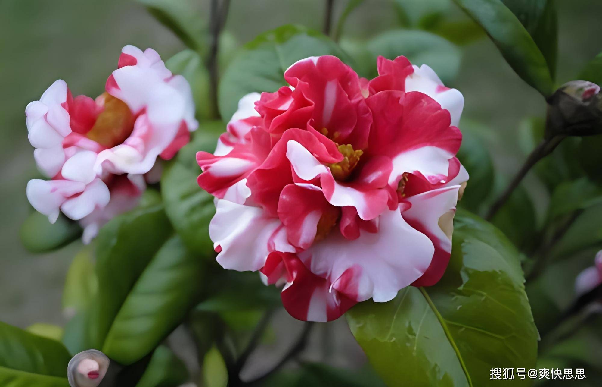 茶花叶子频频落