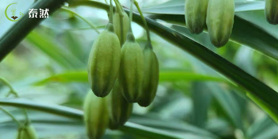 内热消渴者禁忌人群孕妇,脾胃虚寒者不宜同食山楂,梅子老虎姜不宜与