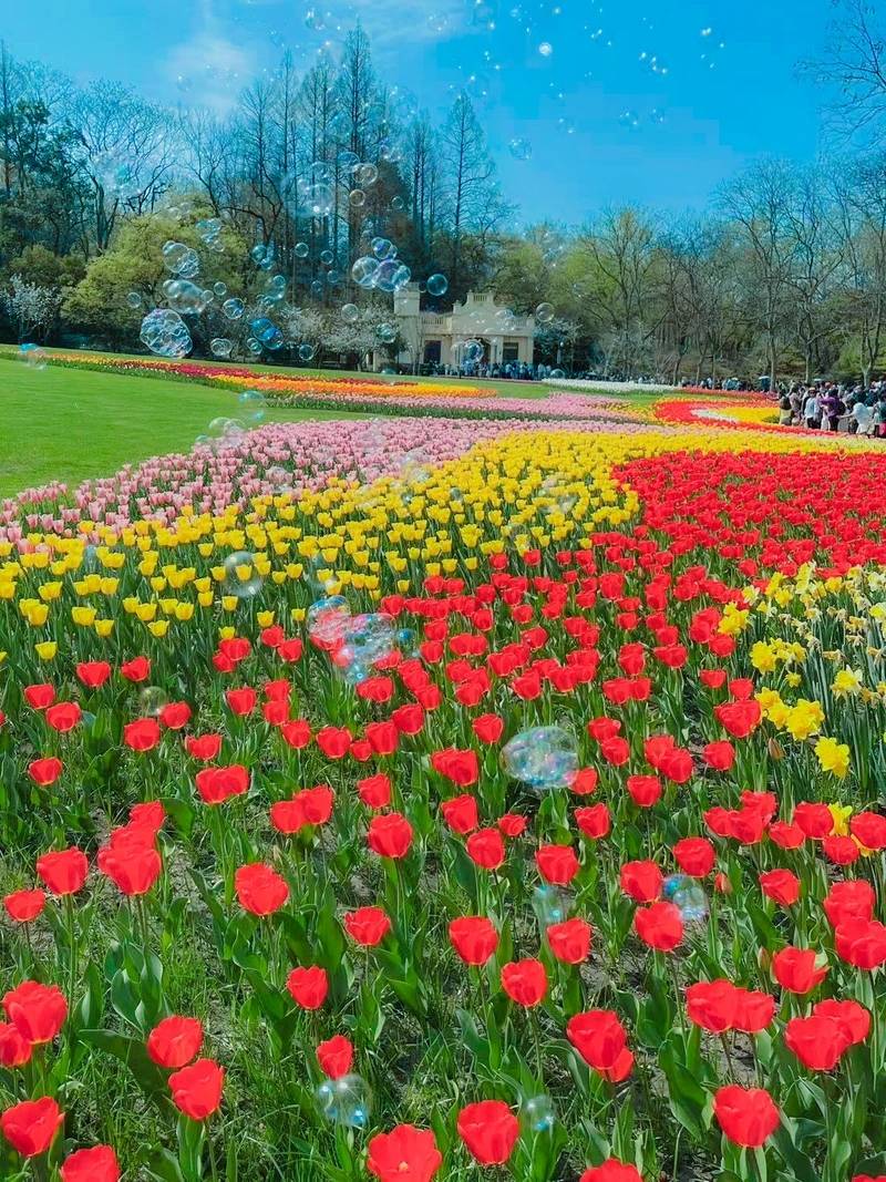 杭州春天有多浪漫_樱花_雪柳_肉眼