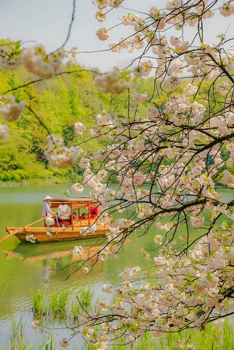 杭州春天有多浪漫