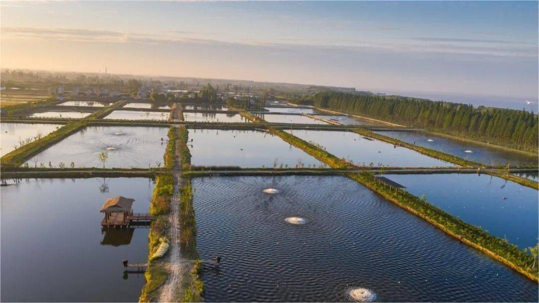 新建蟹塘水清瘦用什么药肥水见效快_水质_浮游生物_绿藻