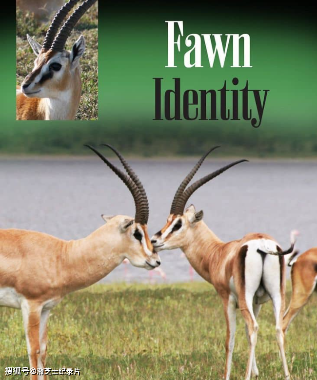 10293-Amazon纪录片《非洲小鹿 Fawn Identity 2022》英语中英双字 官方纯净版 1080P/MKV/5.8G 非洲致命的竞争