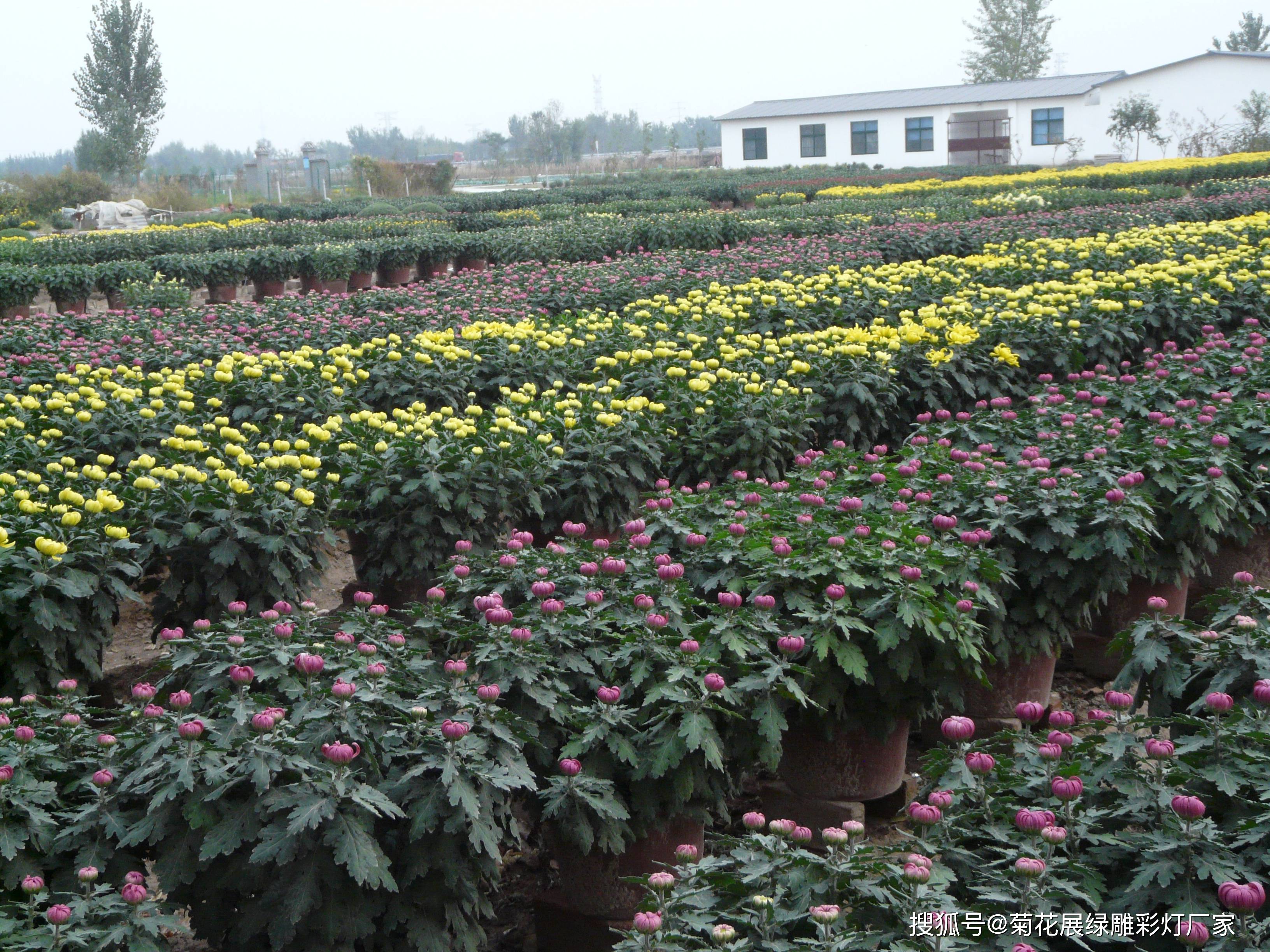 清明菊花盆栽基地批发图片