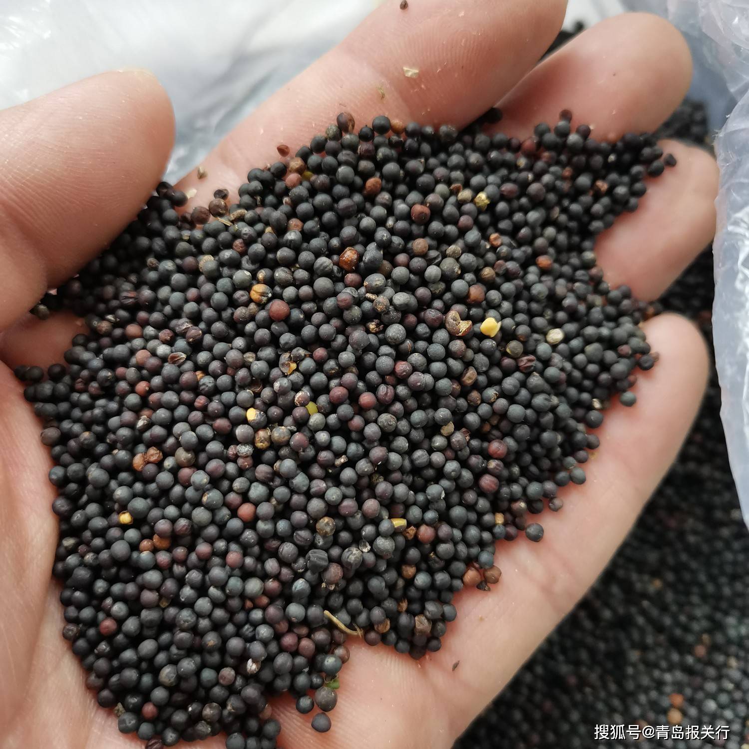 哈萨克斯坦油菜籽进口企业名单