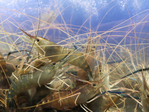 原创淡水罗氏沼虾怎么养自制罗氏虾饲料配方