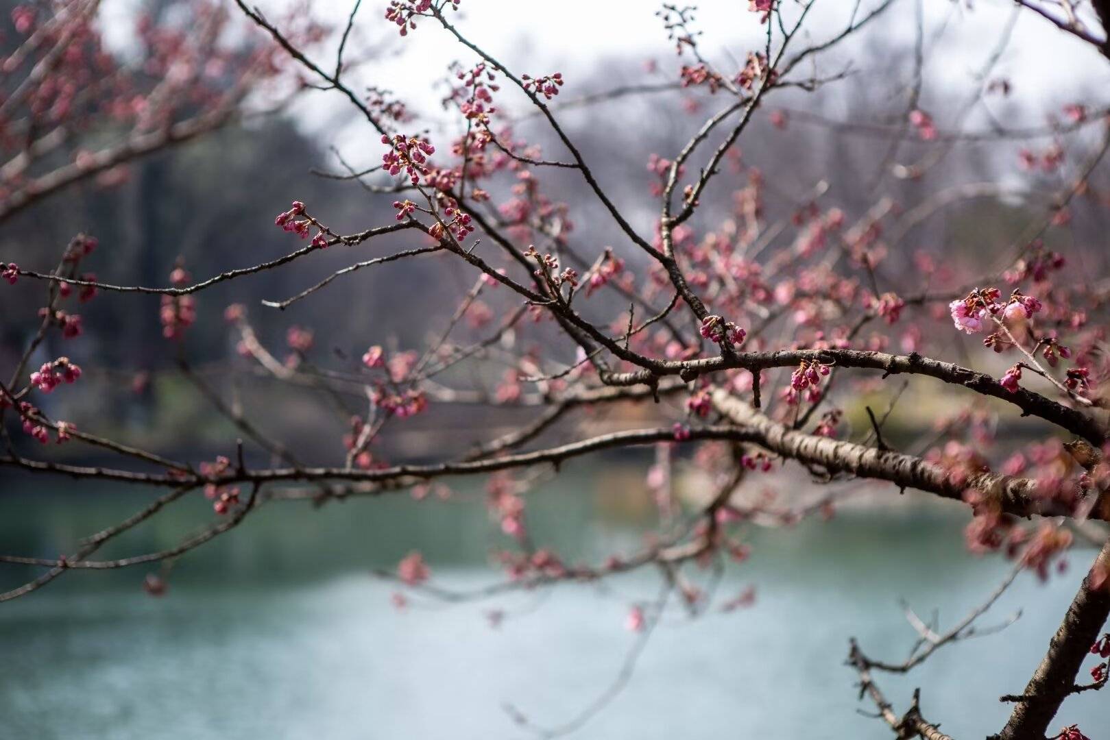 中山植物园春寒樱绽放,春日限定美景上新