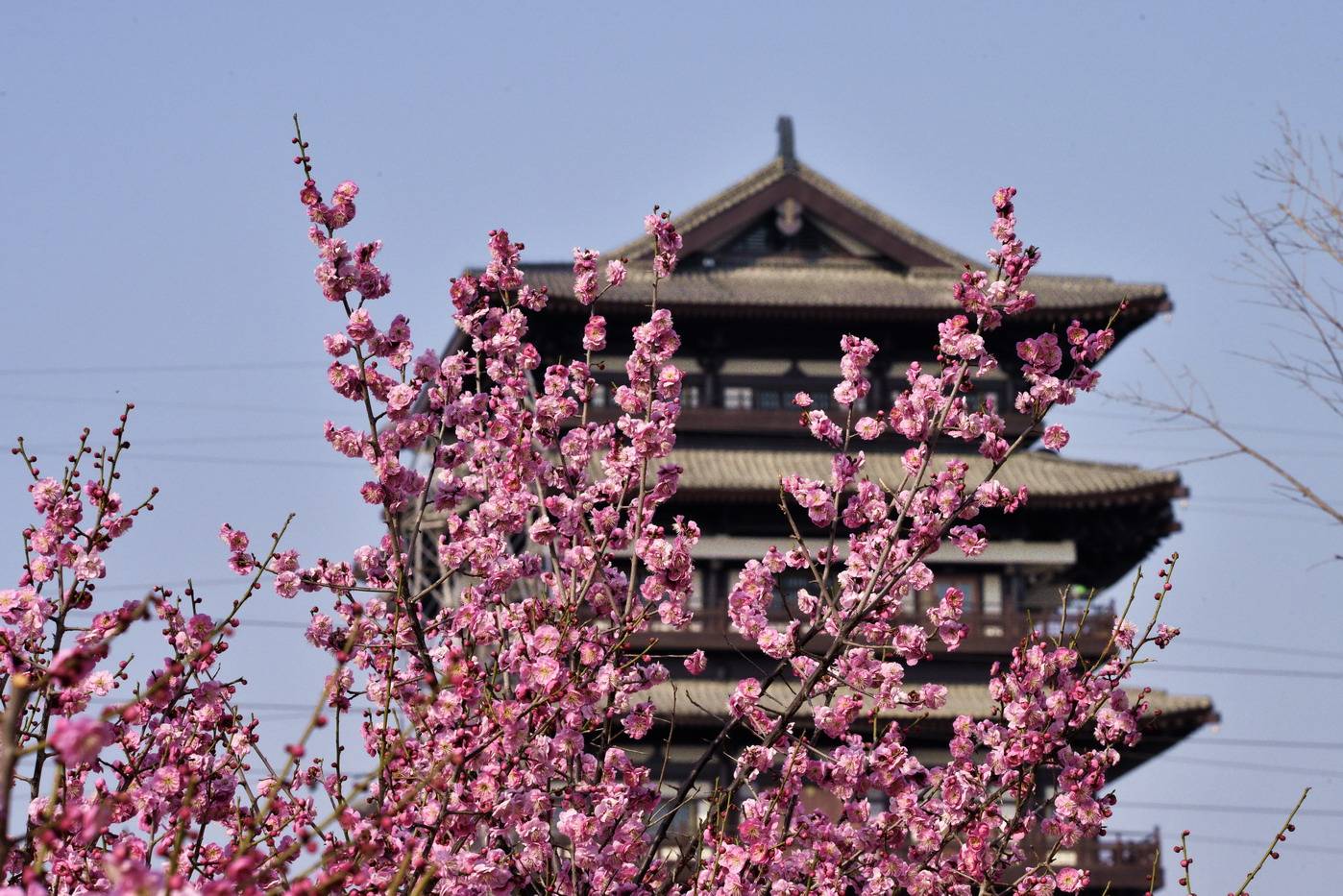 潮阳梅花湿地公园图片