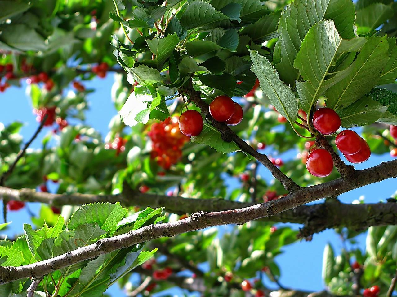 樱桃树应如何施肥才能生长得更好?